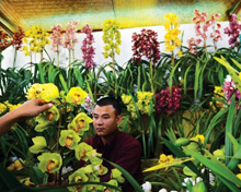 Sikkim floriculture