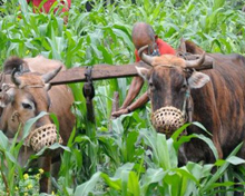 Sikkim Farming