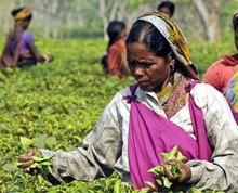 Agriculture in Tripura