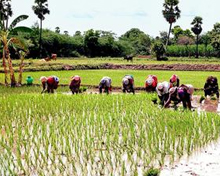 Tamilnadu Major Occupation