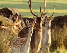 Alisagar Deer park in Nizamabad