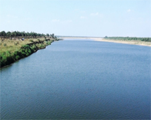 Vegetation in Telangana