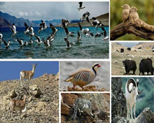 Ladakh Wildlife