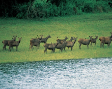 Sanctuaries in Munnar