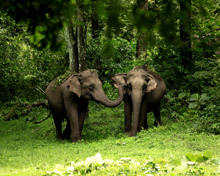 Wayanad Sanctuary