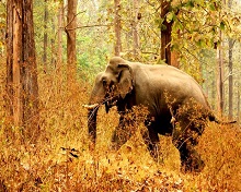 Biodiversity Conservation Kerala