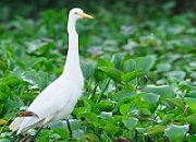 Bird Sanctuaries in Alappuzha