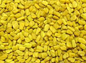 fenugreek