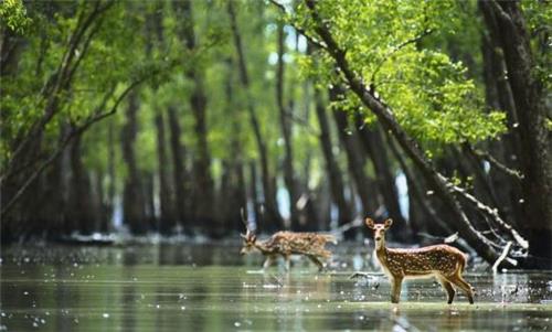 Rivers of West Bengal