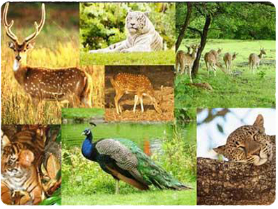 Fauna and Flora of Jharkhand